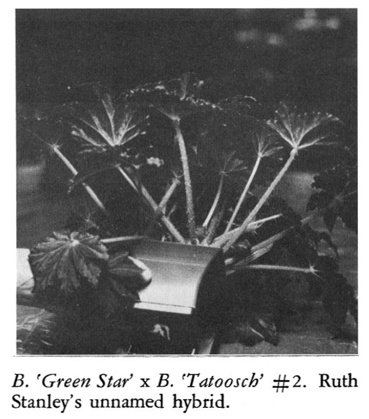 B. (’Green Star’ x ‘Tatoosch’) #2